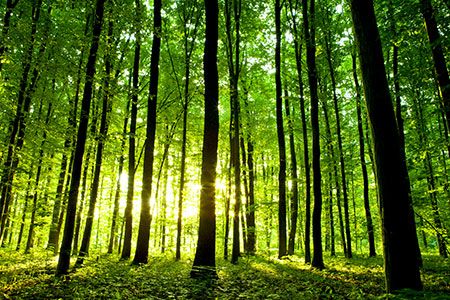 All 50 US states give environmentally conscious cement the green light