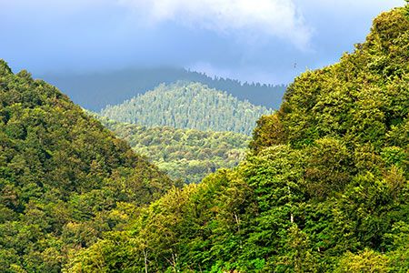 Cemex reaffirms its commitment to biodiversity protection in the COP13